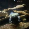 delbert_cox